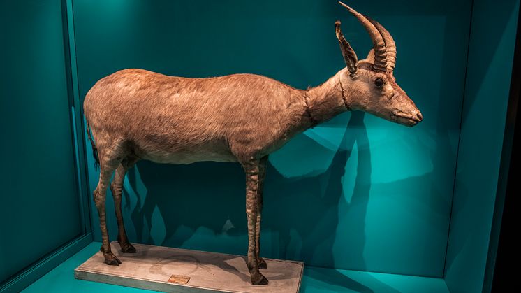 Idag finns bara fyra kända exemplar bevarade av blåbocken, varav ett finns på Naturhistoriska riksmuseet i Stockholm. Foto Emil Nordin