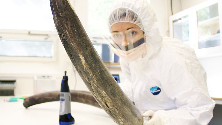 Mammutbete i DNA-laboratoriet. 