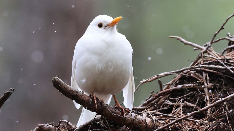 Den vita koltrasten blir lätt ett byte för rovfåglar eftersom den saknar sin naturliga kamouflagefärg. Foto: Thord Fransson