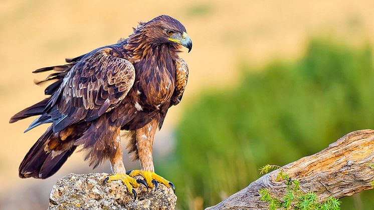 Jessica Åsbrink var med i Naturmorgon och pratade om statusen för kungsörnar just nu. Foto Shutterstock.