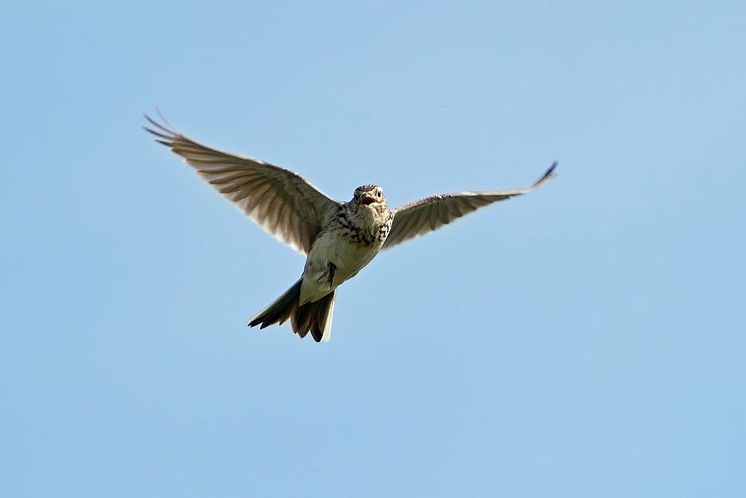 Sånglärka_shutterstock_2456613467.jpg